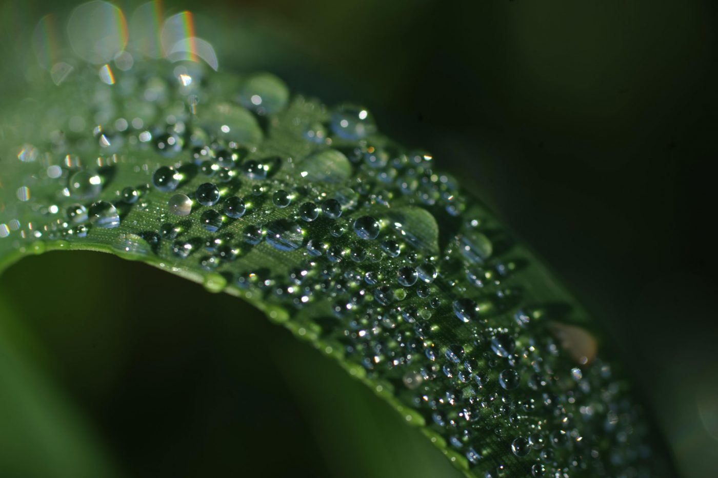 Il fascino discreto dell’acqua. Guida alla scelta dell’acqua per la tisana Il fascino discreto dell’acqua. Guida alla scelta dell’acqua per la tisana