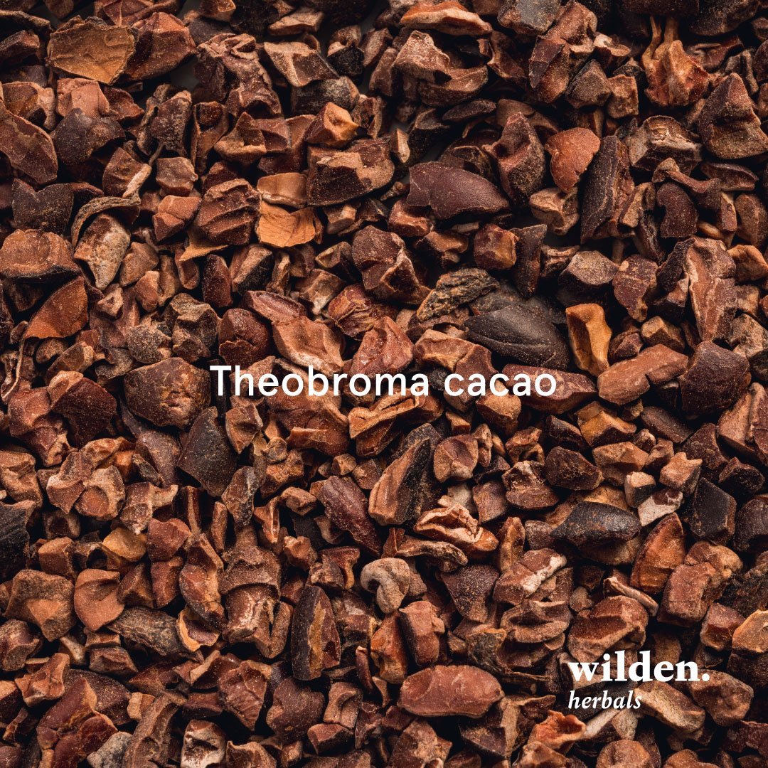 Cacao, Theobroma cacao, Sud America Cacao, Theobroma cacao, Sud America