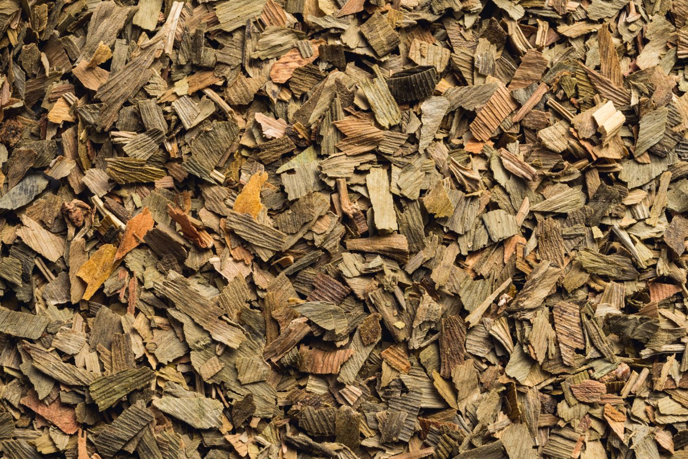 Ginkgo, Ginkgo biloba