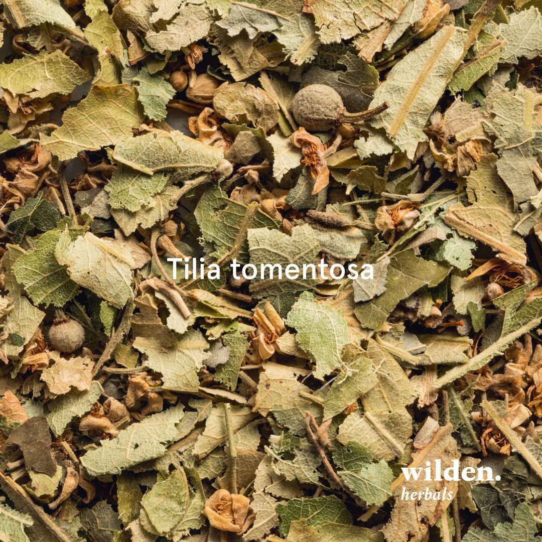 Tiglio, Tilia tomentosa, Bulgaria Tiglio, Tilia tomentosa, Bulgaria