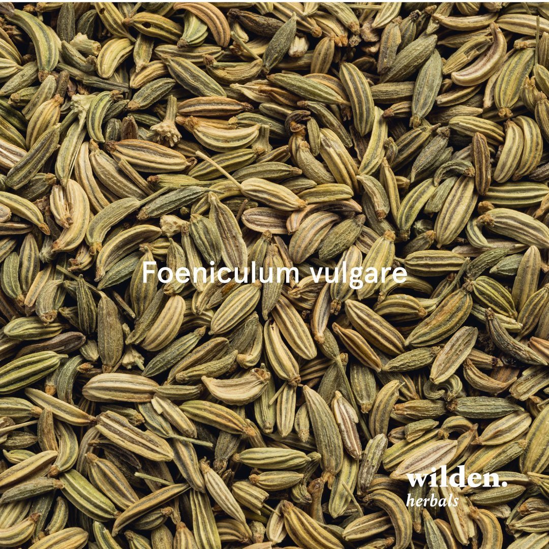Fennel, Foeniculum dulce, Egitto – Seme Fennel, Foeniculum dulce, Egitto
– Seme
