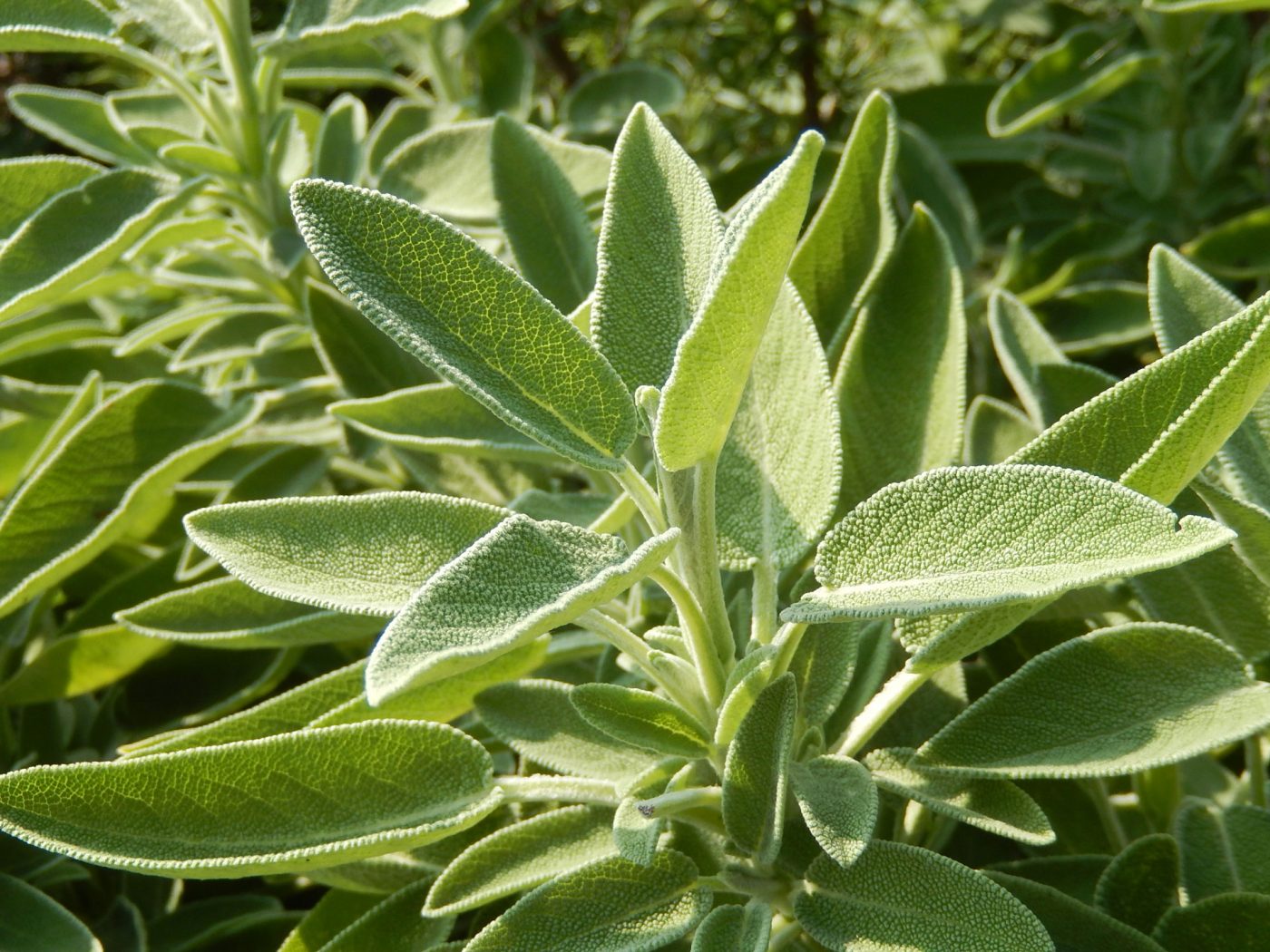 Salvia: storia di una pianta sempreverde virtuosa