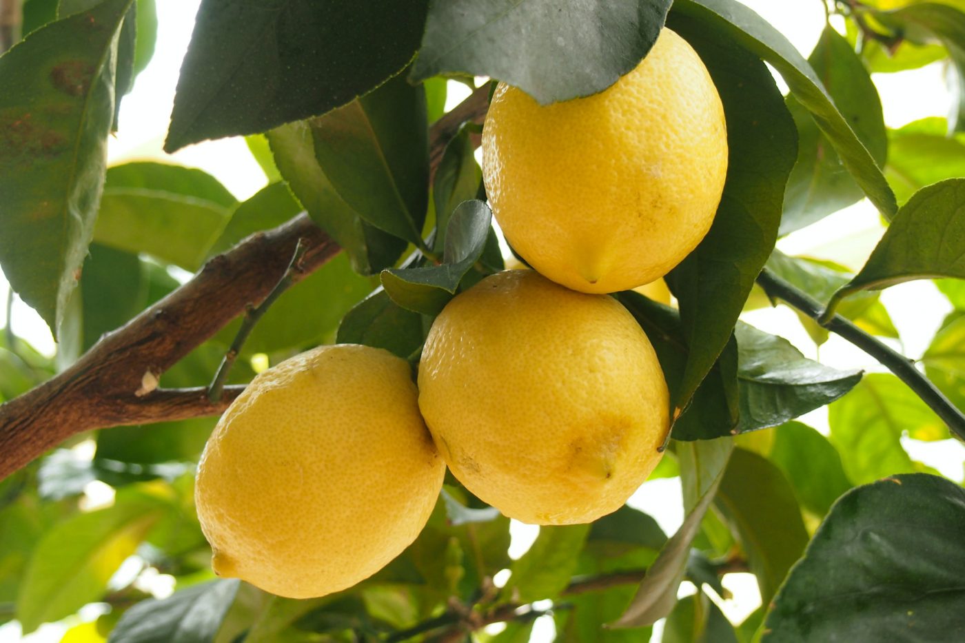 Quali sono le proprietà e i benefici del limone?
