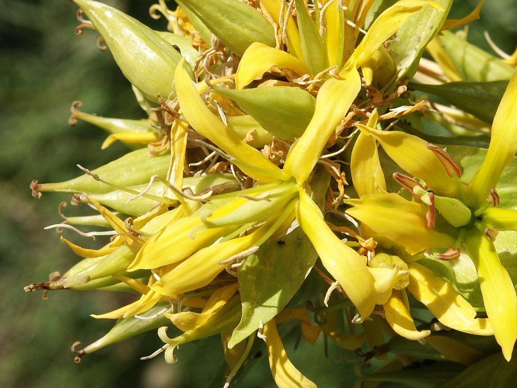 Cos’è la genziana?