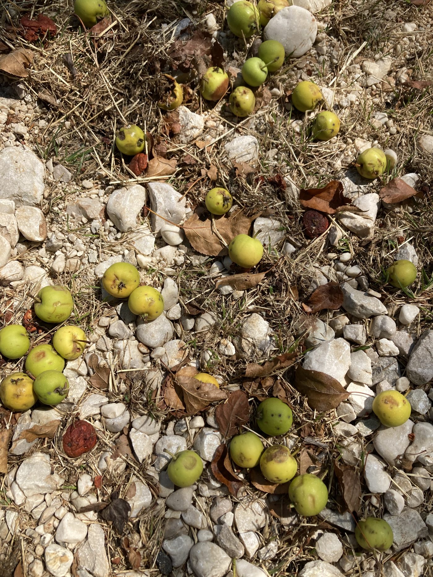 Frècc e Terrae, un picnic sulle tracce della civiltà contadina Frècc e Terrae, un picnic sulle tracce della civiltà contadina