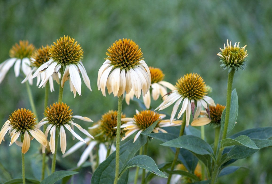 Echinacea, un prezioso aiuto per il sistema immunitario Echinacea, un prezioso aiuto per il sistema immunitario