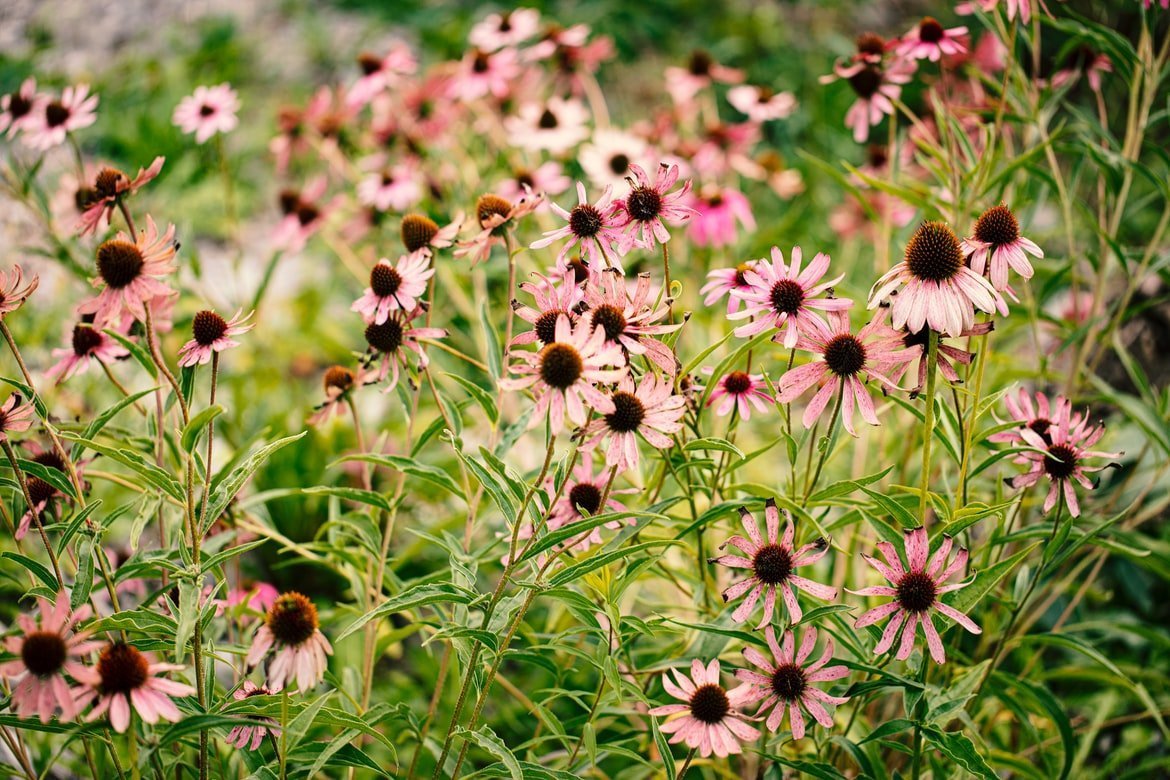Echinacea, un prezioso aiuto per il sistema immunitario Echinacea, un prezioso aiuto per il sistema immunitario