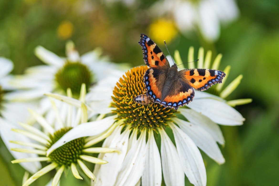 Echinacea, un prezioso aiuto per il sistema immunitario Echinacea, un prezioso aiuto per il sistema immunitario
