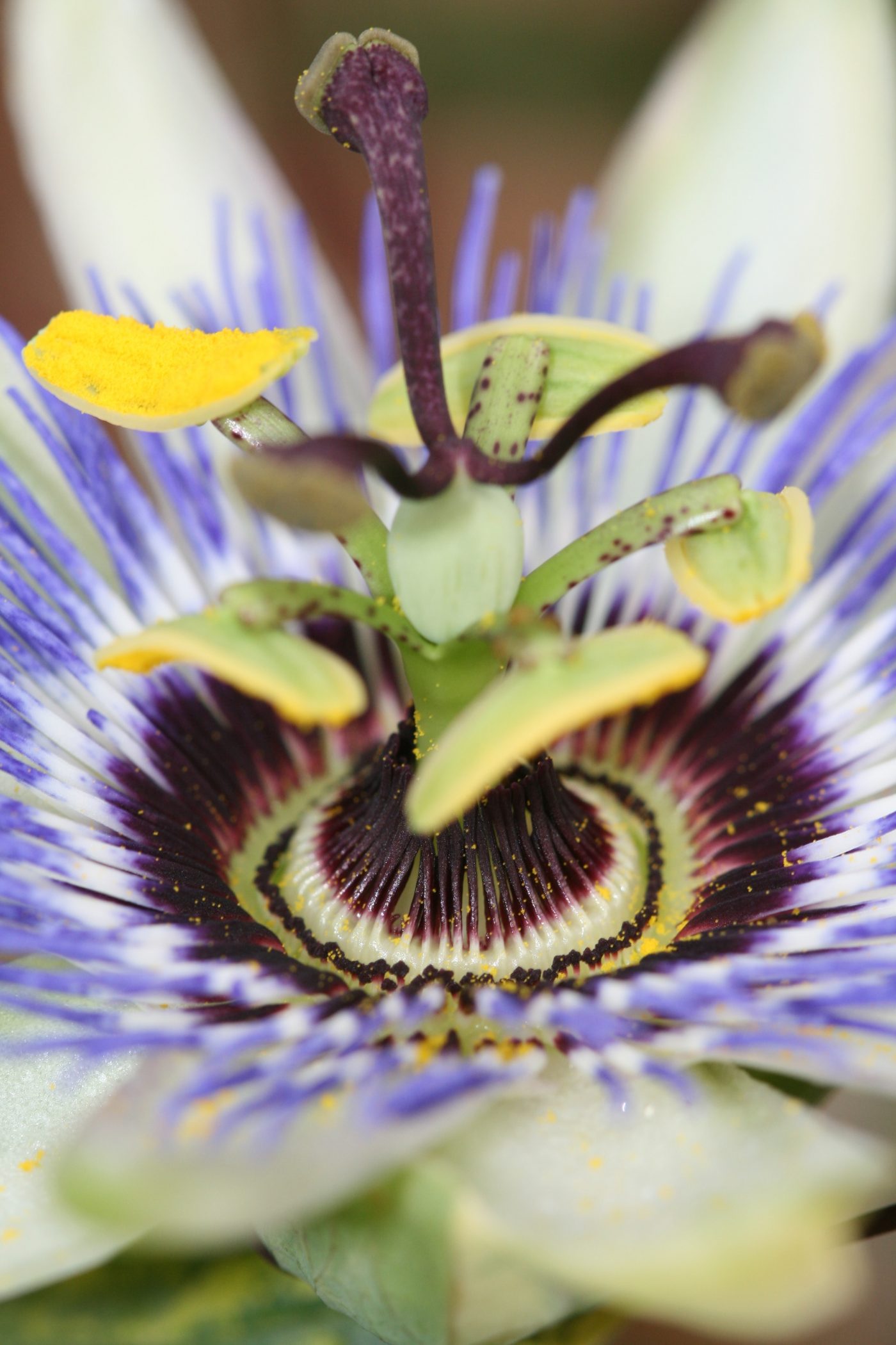 Tutto sulla passiflora, il fiore malinconico per il tuo relax Tutto sulla passiflora, il fiore malinconico per il tuo relax