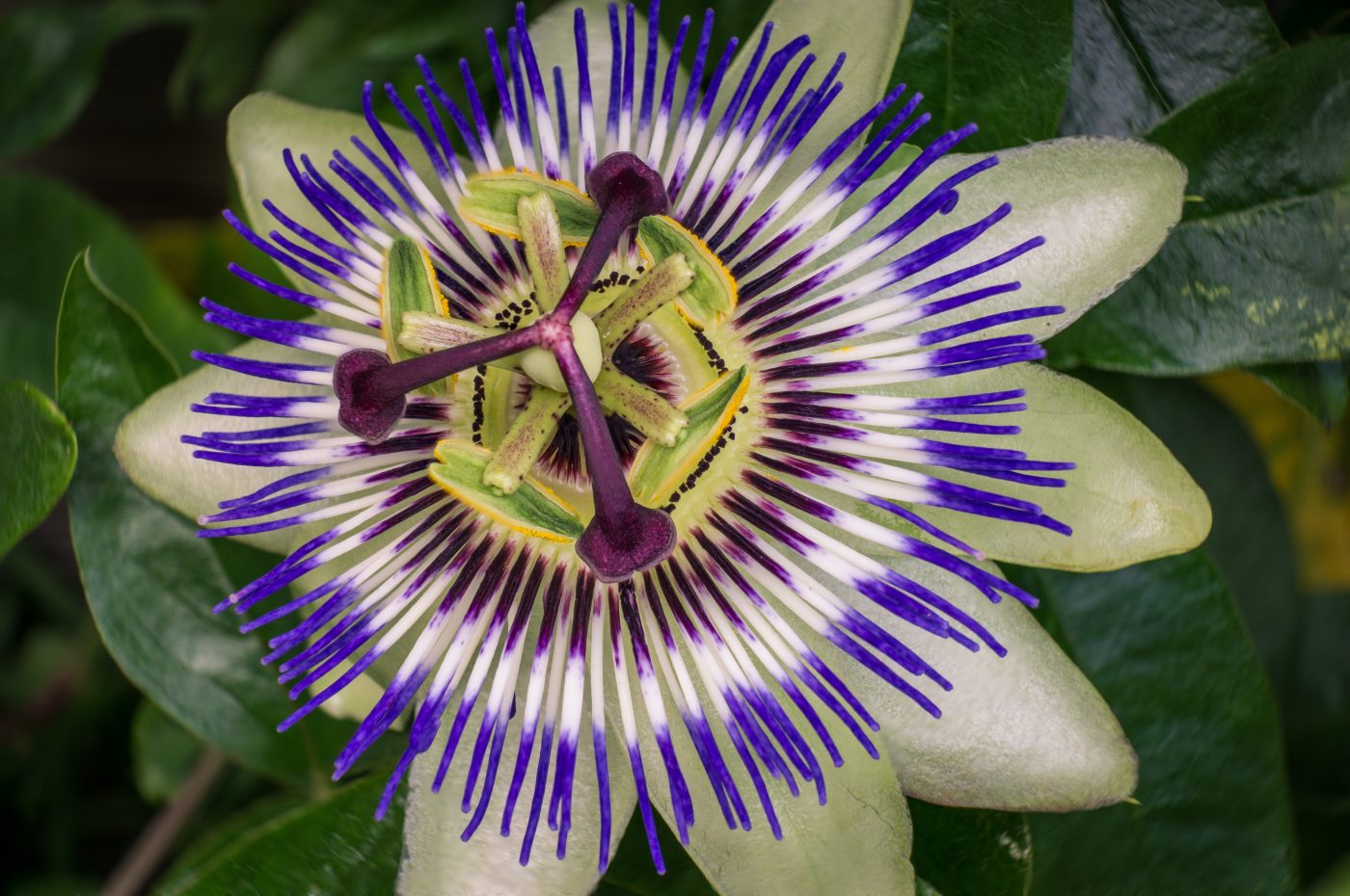 Tutto sulla passiflora, il fiore malinconico per il tuo relax Tutto sulla passiflora, il fiore malinconico per il tuo relax