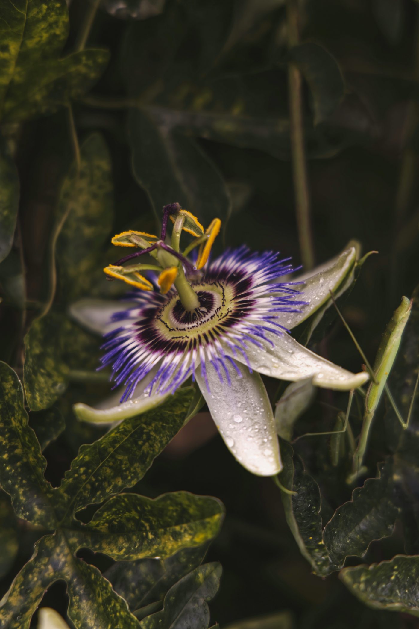 Tutto sulla passiflora, il fiore malinconico per il tuo relax Tutto sulla passiflora, il fiore malinconico per il tuo relax