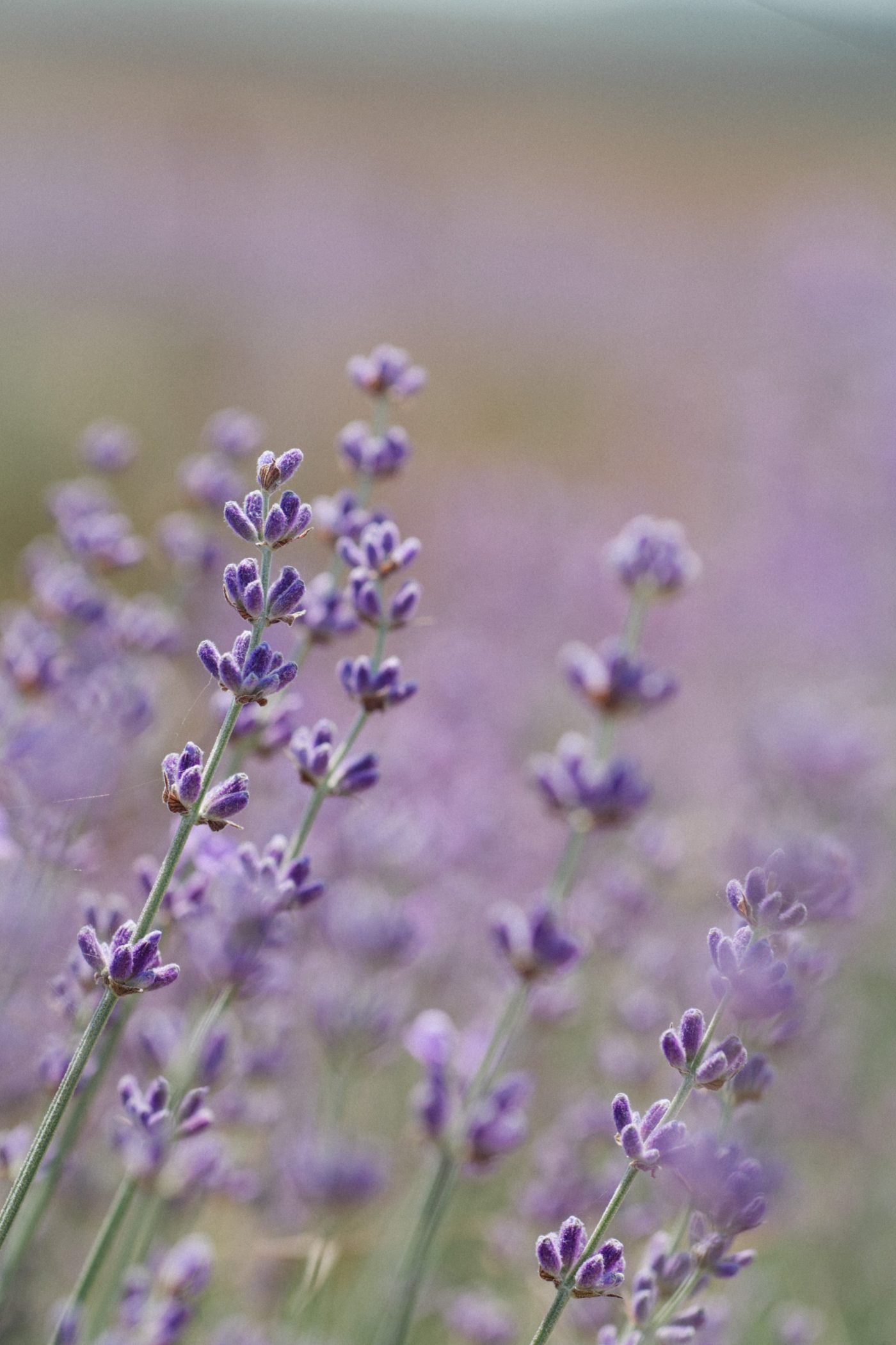 Lavanda, l’onda viola balsamica e profumata
