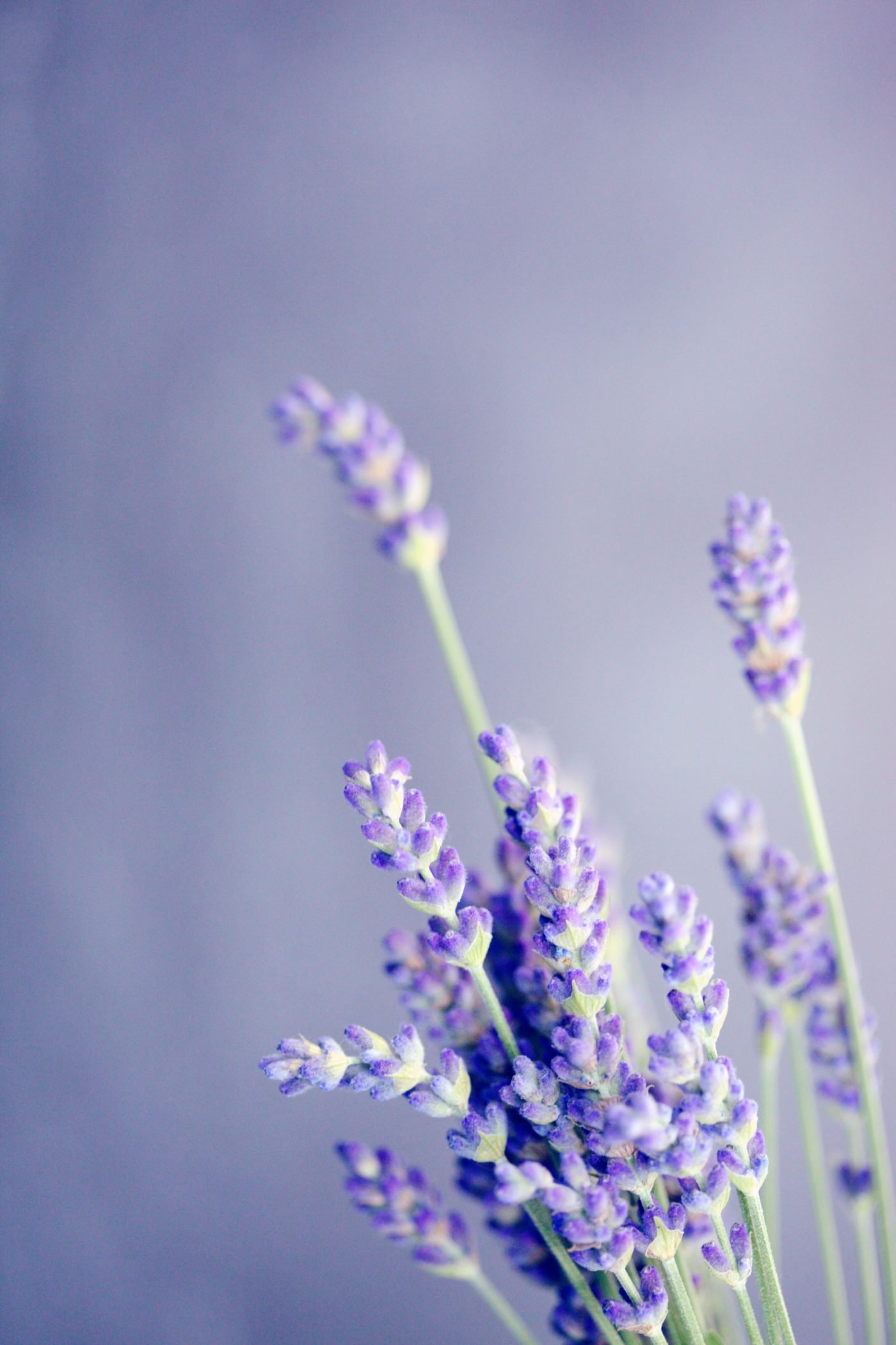 Lavanda, l’onda viola balsamica e profumata