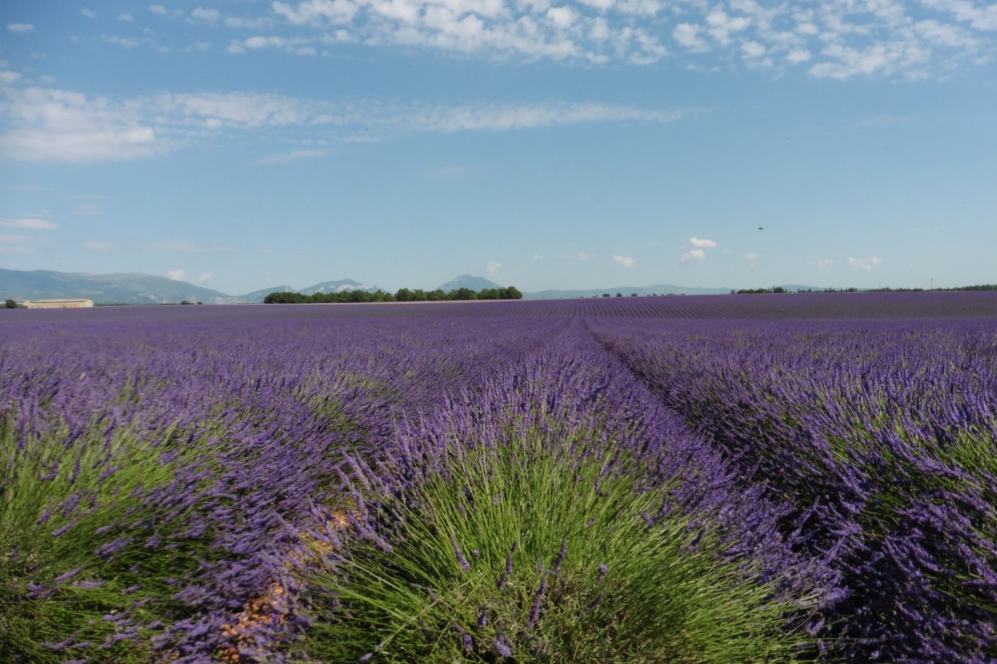 Lavanda, l’onda viola balsamica e profumata Lavanda, l’onda viola balsamica e profumata
