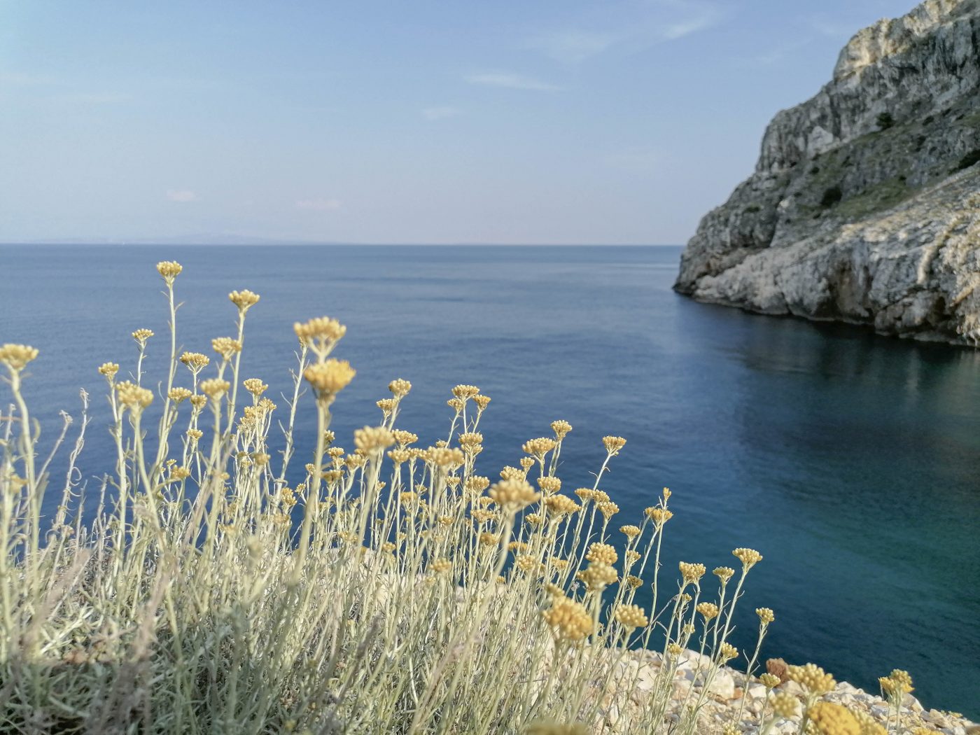 Elicriso, il simbolo dorato della macchia mediterranea Elicriso, il simbolo dorato della macchia mediterranea