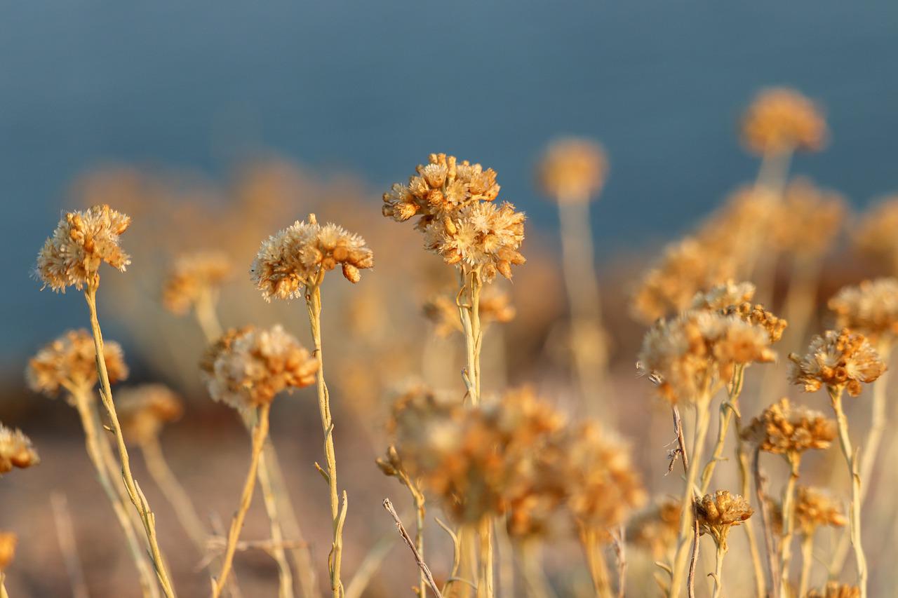 Elicriso, il simbolo dorato della macchia mediterranea Elicriso, il simbolo dorato della macchia mediterranea