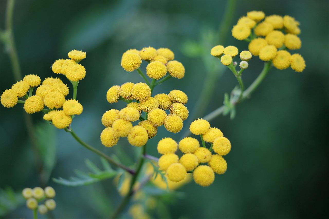 Elicriso, il simbolo dorato della macchia mediterranea Elicriso, il simbolo dorato della macchia mediterranea